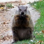 img_0052-ground-hog-eating-on-seth-green-drive