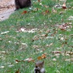 img_0053-ground-hog-and-squirrel