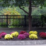 img_0060-mums-just-planted