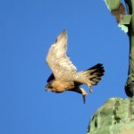 img_0065-beauty-leaves-her-food-behind