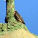 img_0072-beauty-looking-up-at-dc