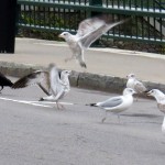 img_0096-gulls-and-crows-fighting-over-piece-of-paper