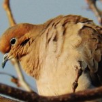 11-mourning-dove-11-27-14