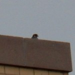 RS Falcon Eating on the Roof 11-8-14