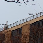 Two Falcons at ST 11-23-14
