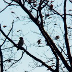 Neighborhood Red-tail Hawk 11-30-14