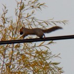 Squirrel Wallenda 11-9-14