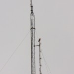 ST Falcon on the Antenna 11-8-14