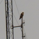 ST Falcon on Antenna 11-8-14