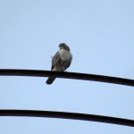 img_0001-red-tail-hawk