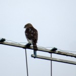 img_0004-coopers-hawk