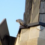 img_0010-beauty-looking-down-at-prey-bird