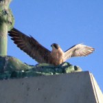 img_0042-dc-hovering