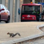 img_0049-city-squirrel