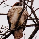 img_0070-red-tail-hawk-in-mt-hope-cemetery