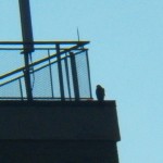 Falcon on Seneca Towers 12-26-14