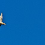 Dot.ca Flies Overhead 12-7-14