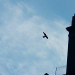 Dot.ca Flying Around Kodak Tower 12-26-14