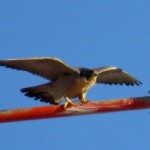 img_0035-beauty-about-to-take-off