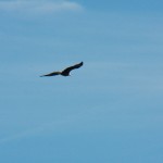 Bald Eagle at KPW 1-11-15