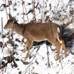 Deer on Gorge Wall 1-31-15