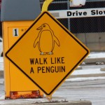 Walk Like a Penguin and Drive Slowly 1-11-15