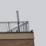 Two Falcons at Seneca Towers 1-24-15