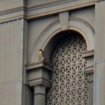 Beauty on Kodak Tower South Side Arch Ledge 1-4-15