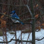 Beautiful Blue Jay at Braddock Bay 1-3-15