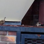 img_0023-sparrows