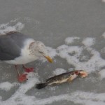Gull and Frozen Fish 2-22-15