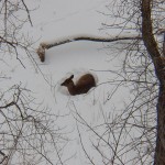 Deer Laying in the Snow -2-7-15