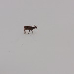 Deer Crossing the Ice Covered River -2-7-15