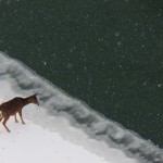 Deer on the Icy Edge of the River 2-7-15