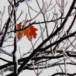 Snow Covered Tree Near KO -2-9-15