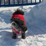 Snow Doggy 2-22-15