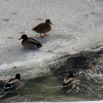 Ducks on Ice 2-22-15