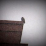 img_0002-falcon-on-bl