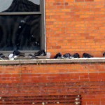 img_0027-more-pigeons