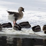 img_0045-african-goose