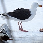 img_0048-great-black-backed-gull