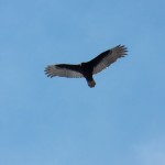 First Turkey Vulture of the Year 3-13-15