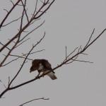 Young Red-tail Hawk Hunting Montezuma -3-21-15