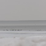 Lake Ontario with Lots of Open Water for the Ducks and Gulls 3-1-15