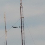 Falcon on Tall Antenna at ST 3-13-15