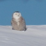 Snowy Owl at Batavia Airport 3-1-15