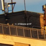 Two Falcons at ST on West Side Railing 3-13-15