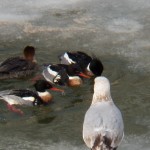 Gull Watching Ducks Dive for Fish 3-13-15