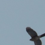 Coopers Hawk Fly Over 3-7-15