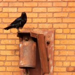 Crow After Bathing on the River -3-13-15